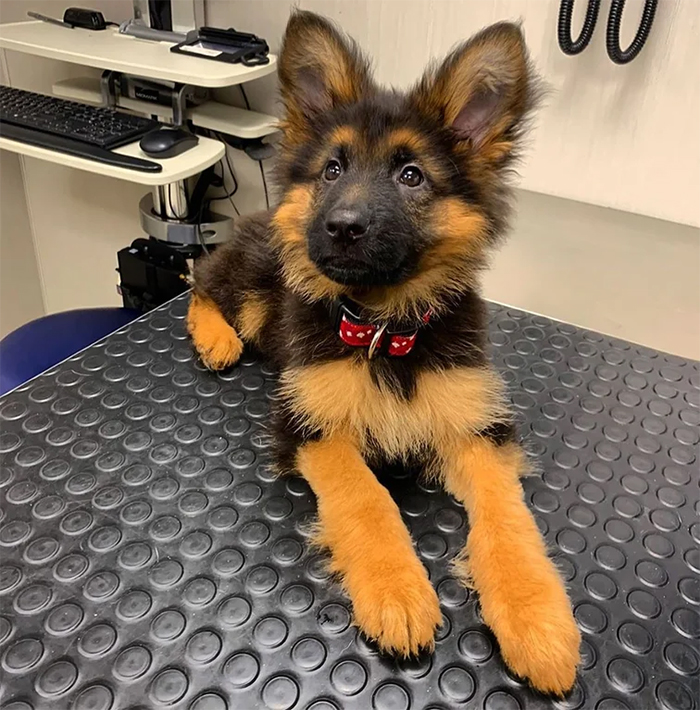 cute pup at the vet