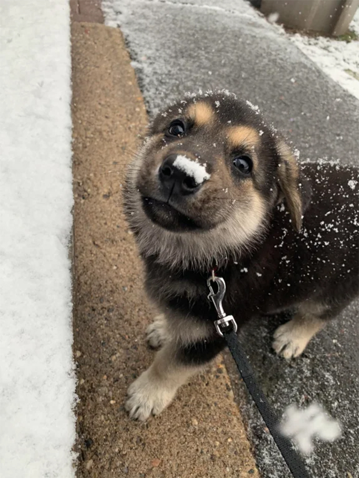 cute pup loves the snow