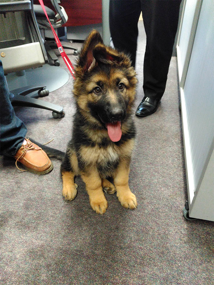 cute pup office visit