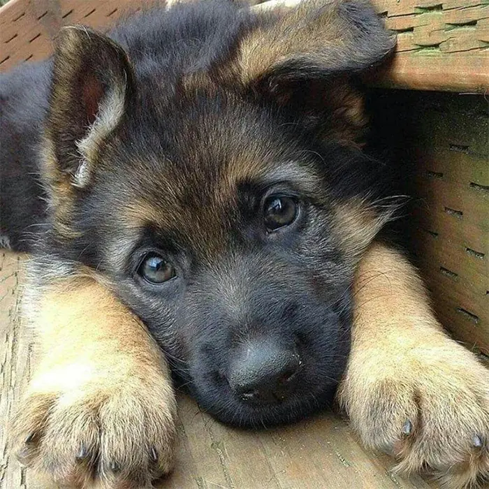 cute pupper looking lonely