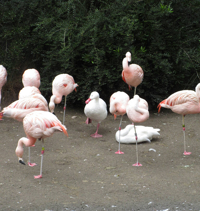 duck among flamingos