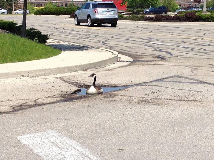 duck on a puddle