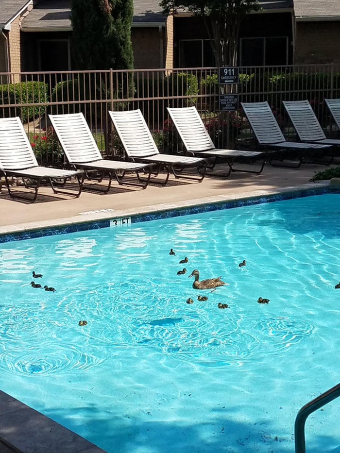 ducks swimming in the pool