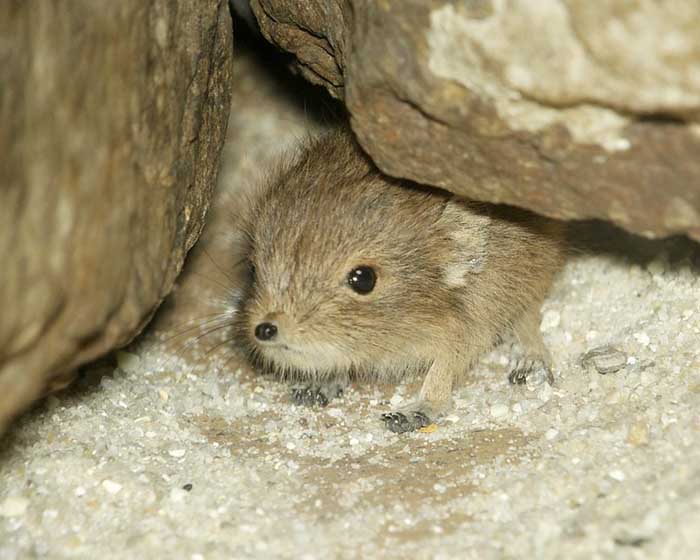 elephant shrew peers out from inside its little cave