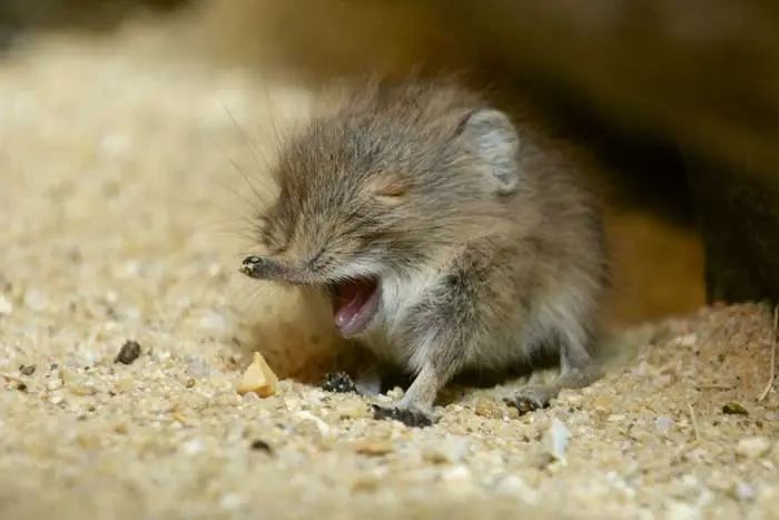 elephant shrews have been rediscovered