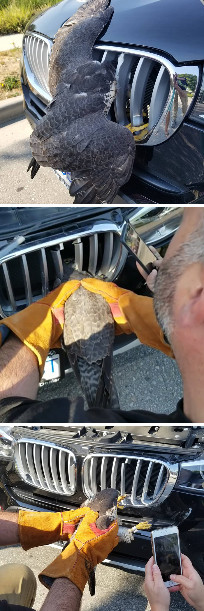 falcon stuck on a car's grille