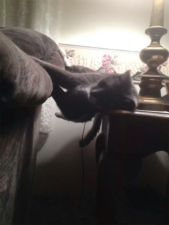 feline weird sleeping position