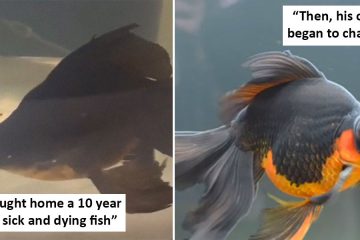 fish nursed back to health