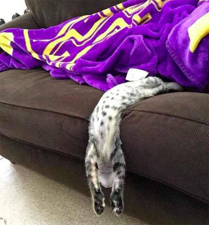 flexible cats sleeping on couch