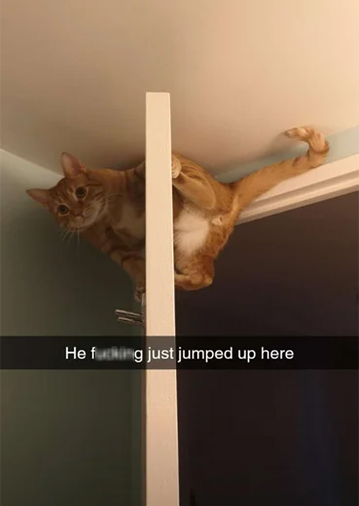 flexible kitty on door top rail