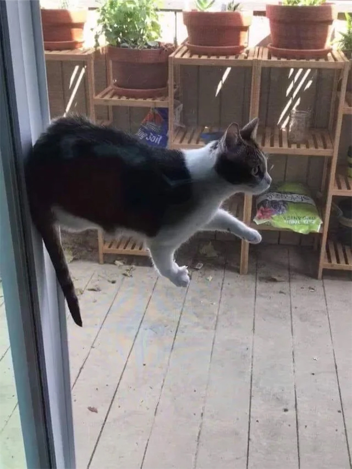 floating cats anti-gravity