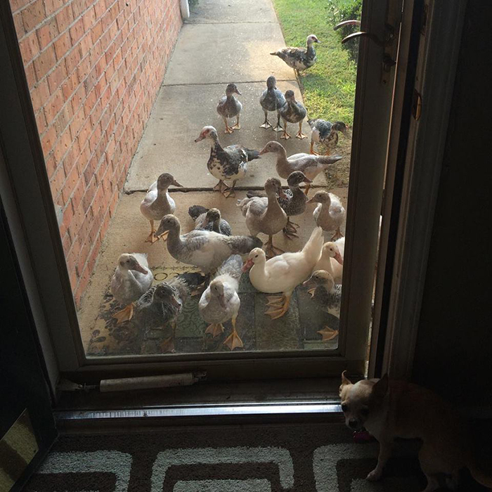 flock of ducks by the front door