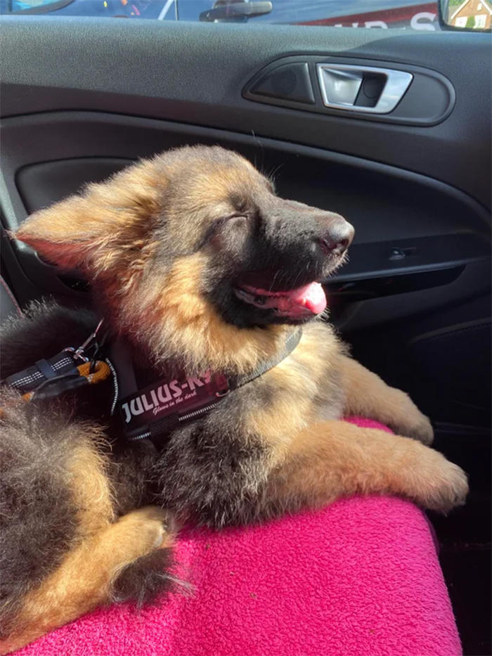 fluffy pup enjoying the air con