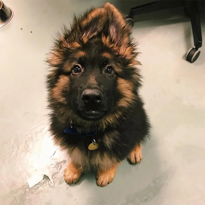 fluffy pupper at the shelter