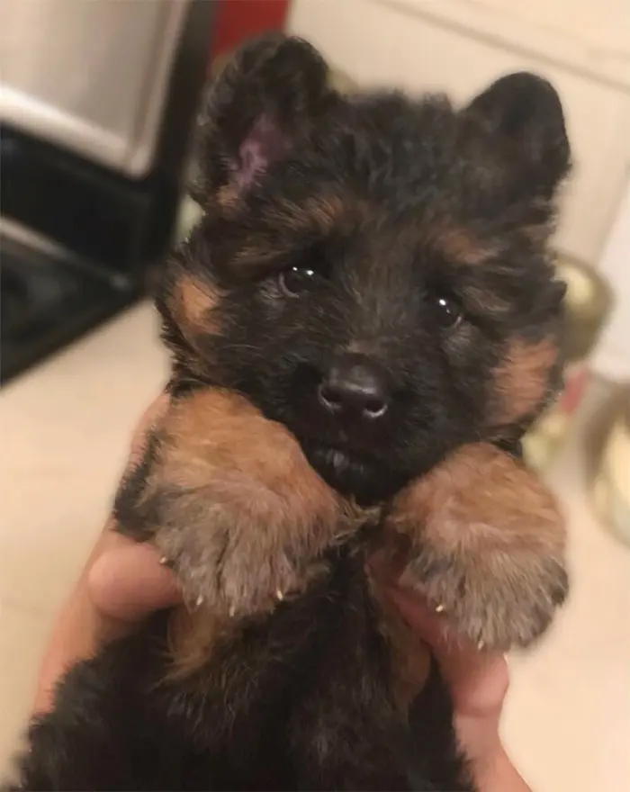 fluffy pupper looks like a cub