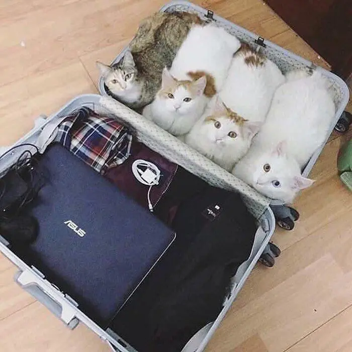 four kittens in a luggage