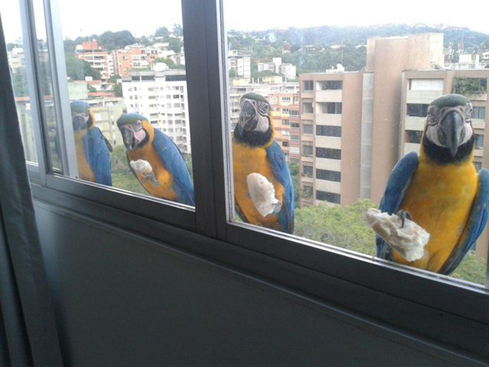 four parrots by the window