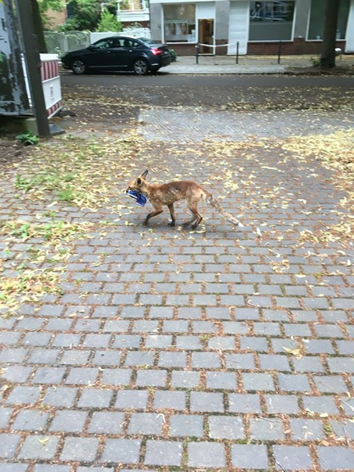 fox stealing a blue shoe in berlin