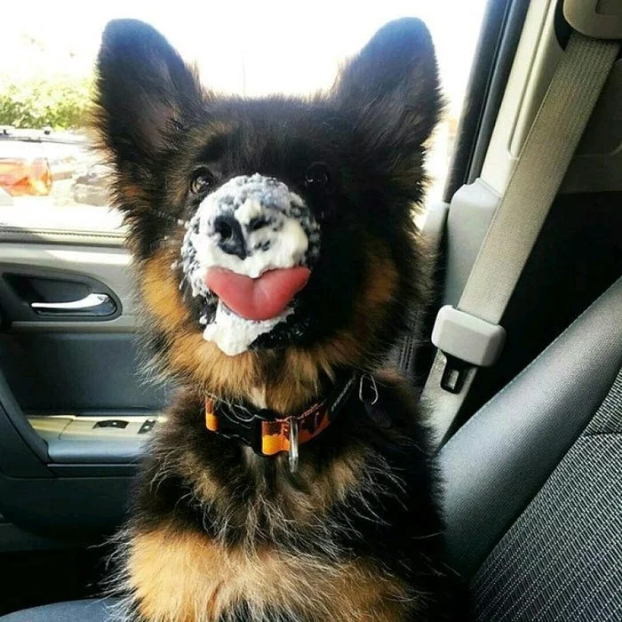 german shepherd puppies face cream