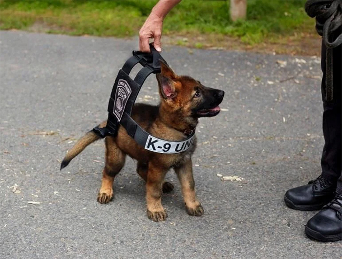 german shepherd puppies k9 unit