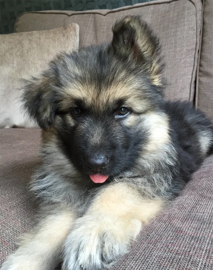 german shepherd puppies lazy ear