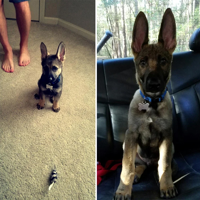 german shepherd puppies long ears