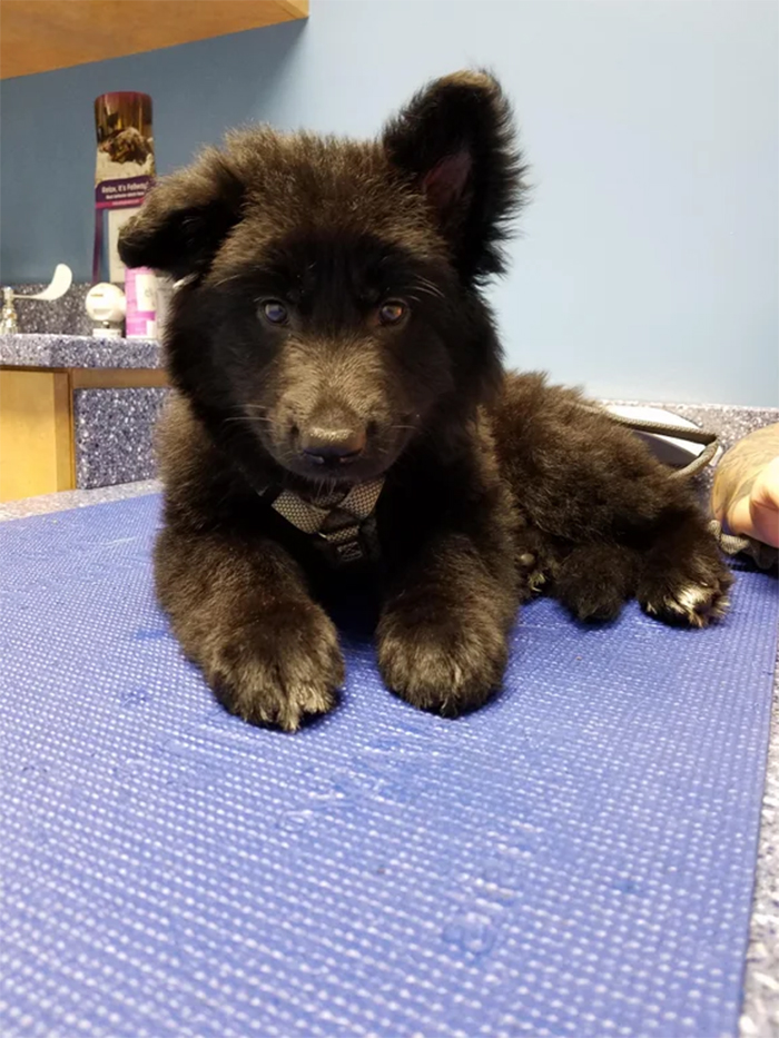 german shepherd puppies look like baby bear