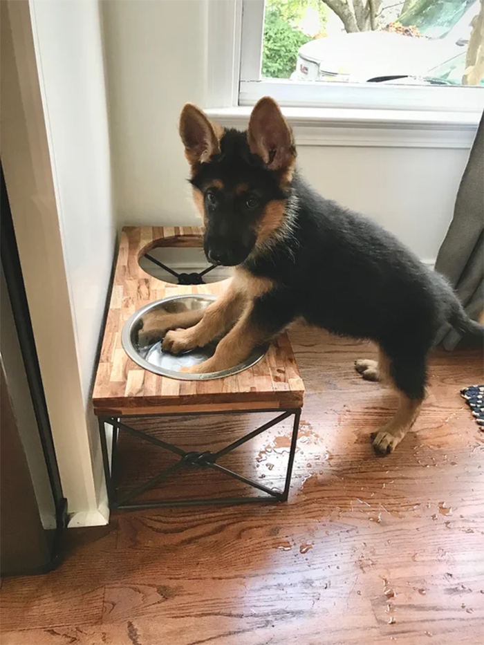 german shepherd puppies playing with water