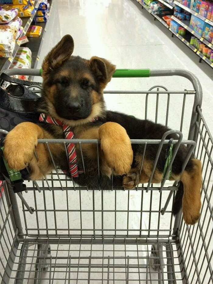 german shepherd puppies shopping cart