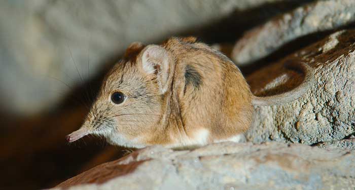 global wildlife conservation has rediscovered elephant shrews in djibouti