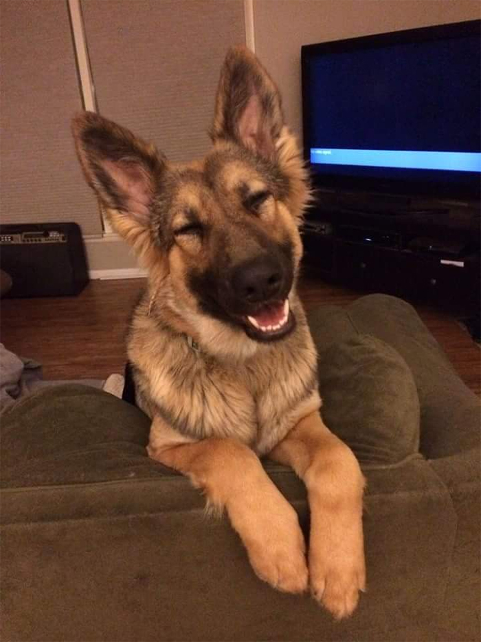 happy pupper face