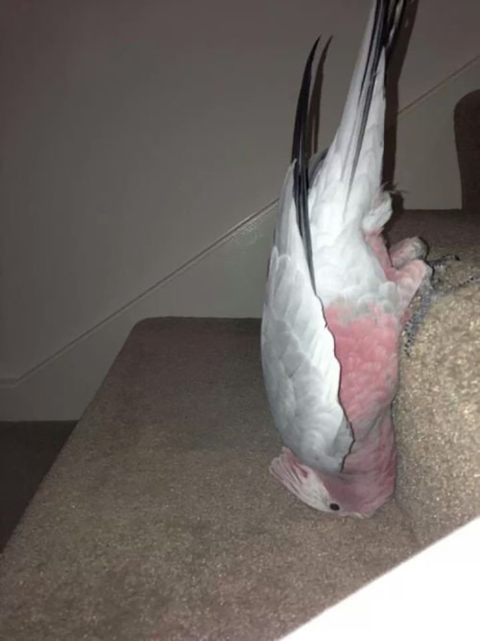 headstanding bird on stairs