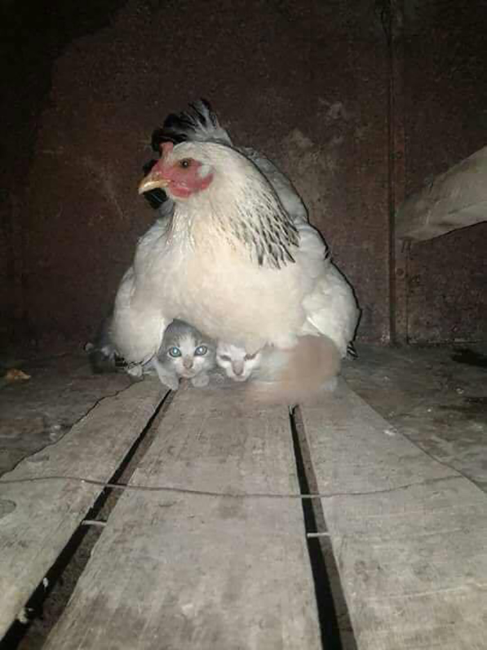 hen taking care of kittens