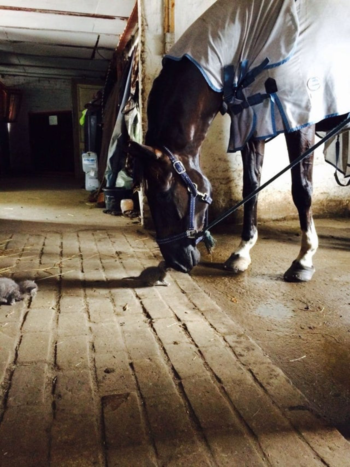 horse smelling a kitten