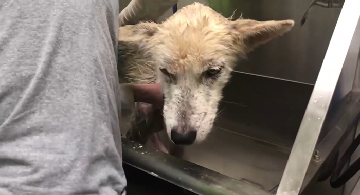 husky being bathed