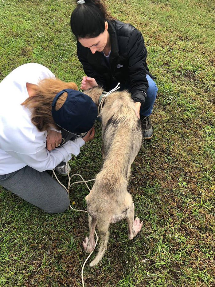 husky rescued by animal rights advocates