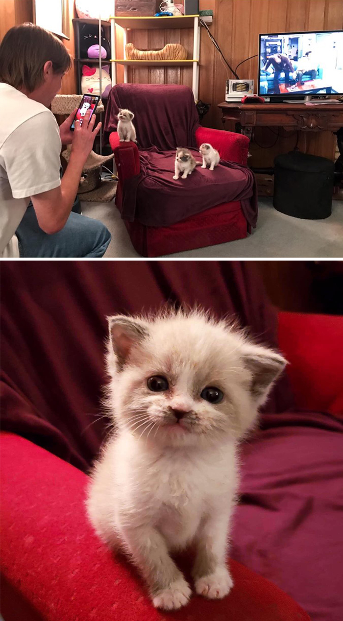 kitten posing and smiling for the camera