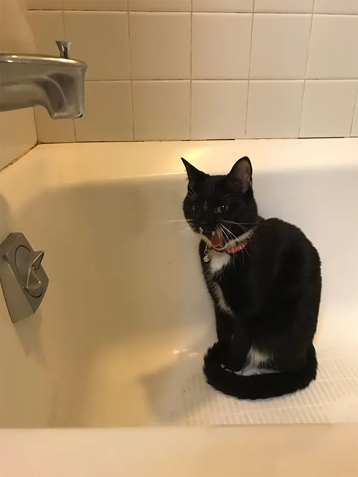 kitten screaming at water droplets