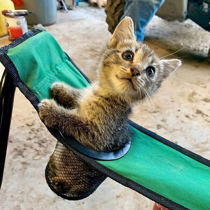 kitten sitting on a chair's cup holder