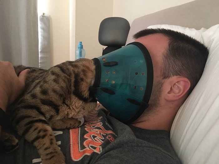 kitten with pet cone head bumping a man