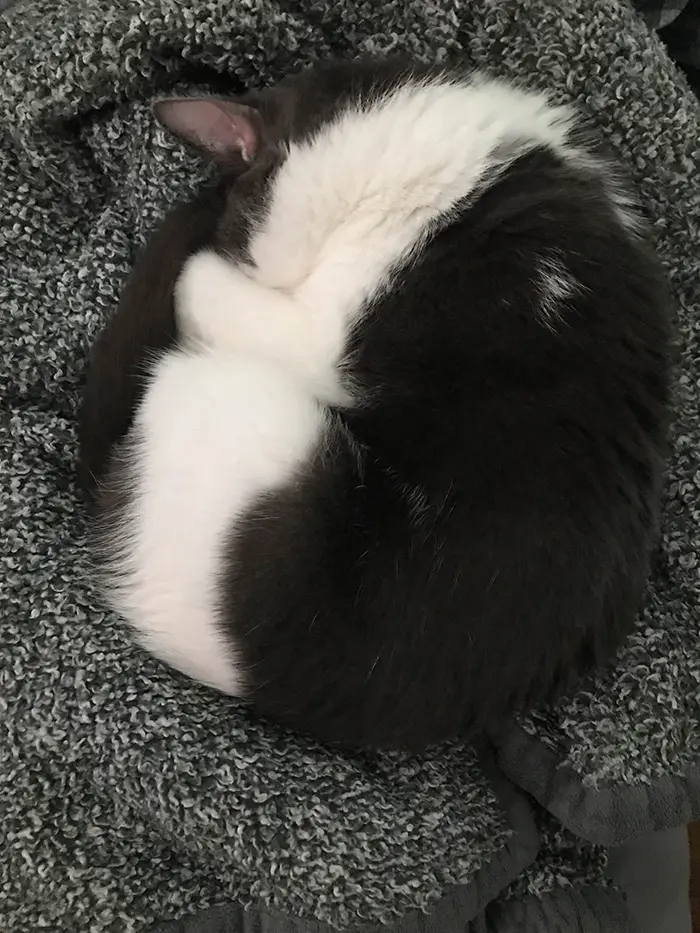 kitten's fur forming a white line when curled up sleeping