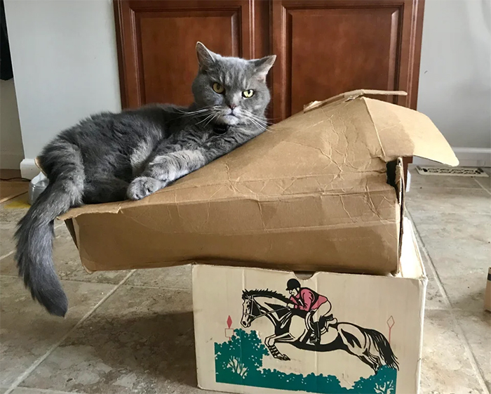 kitty balances on boxes
