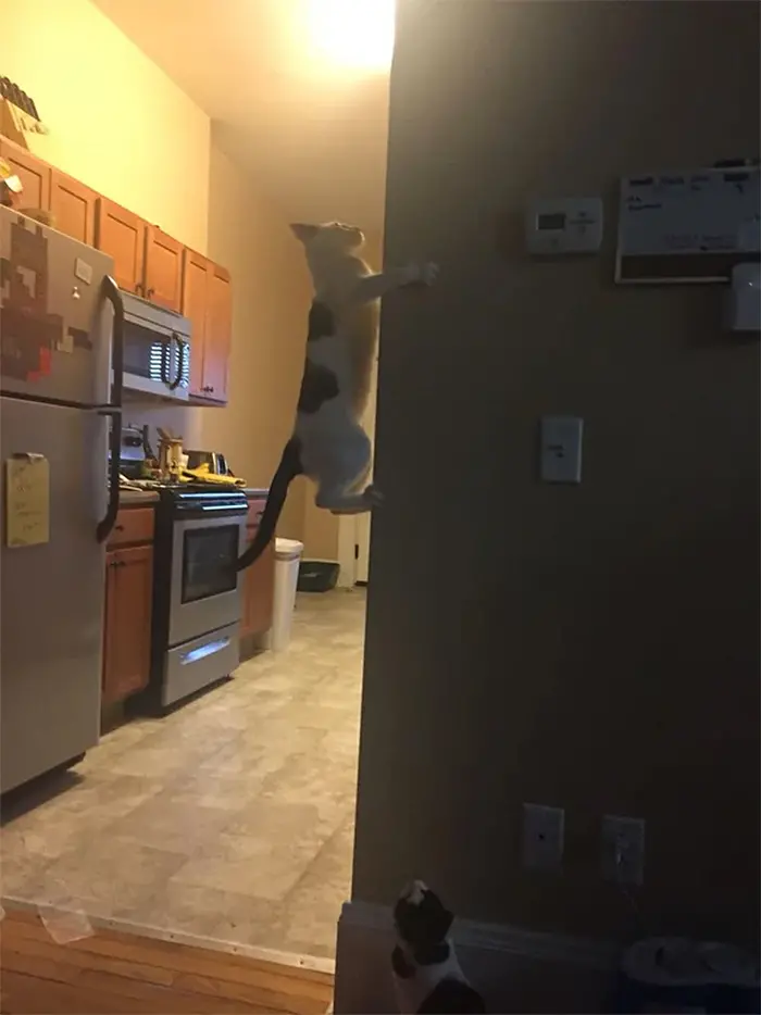 kitty climbing on vertical wall