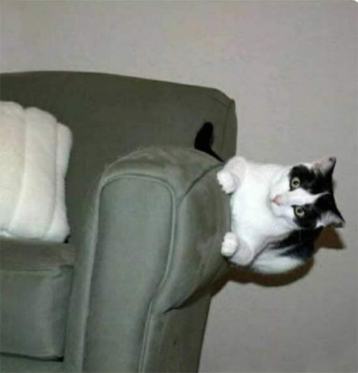 kitty defying gravity