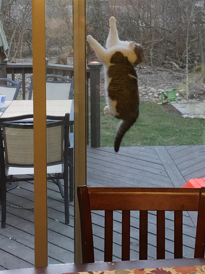 kitty got stuck between glass door and screen door