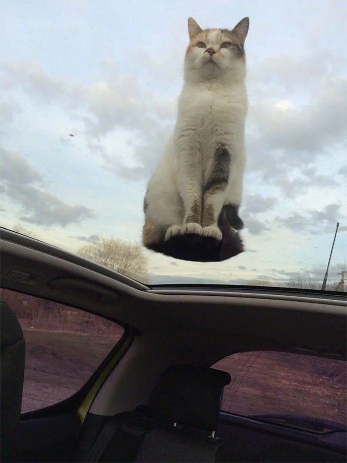 kitty on top of car roof