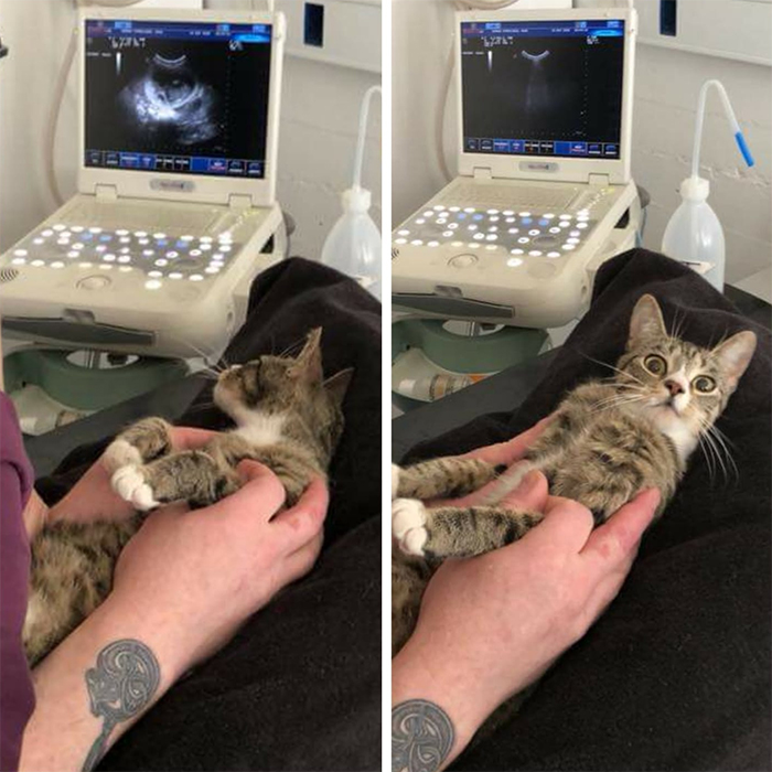 kitty pregnancy shocked reaction