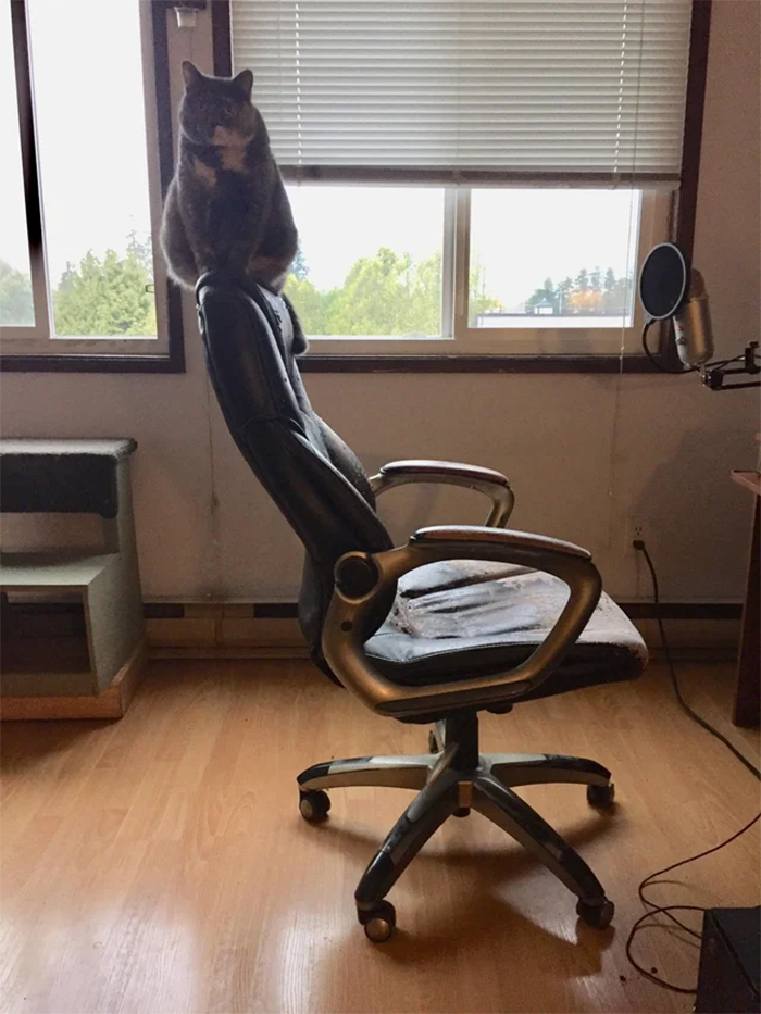 kitty sitting on top of office chair