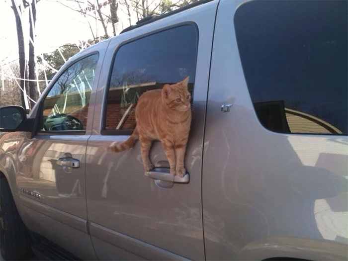 kitty standing on car handle