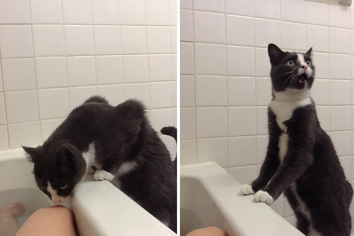 kitty thinks human is drowning